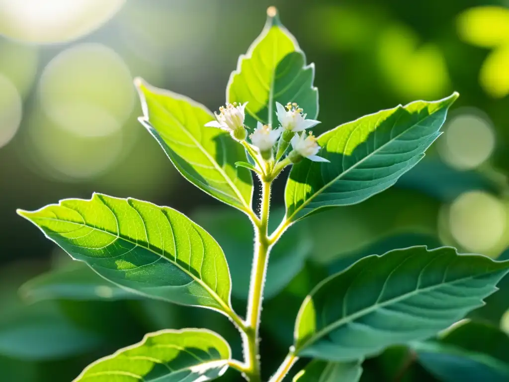 Detalle ultrarrealista de una planta vibrante de Ashwagandha, resaltando su belleza y complejidad natural