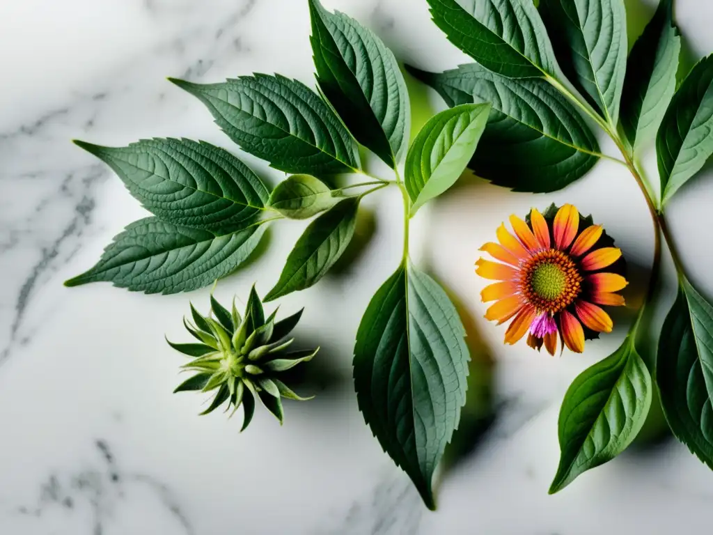 Un enfoque ultradetallado de hierbas frescas como equinácea, jengibre, cúrcuma y albahaca sagrada, destacando sus texturas y colores