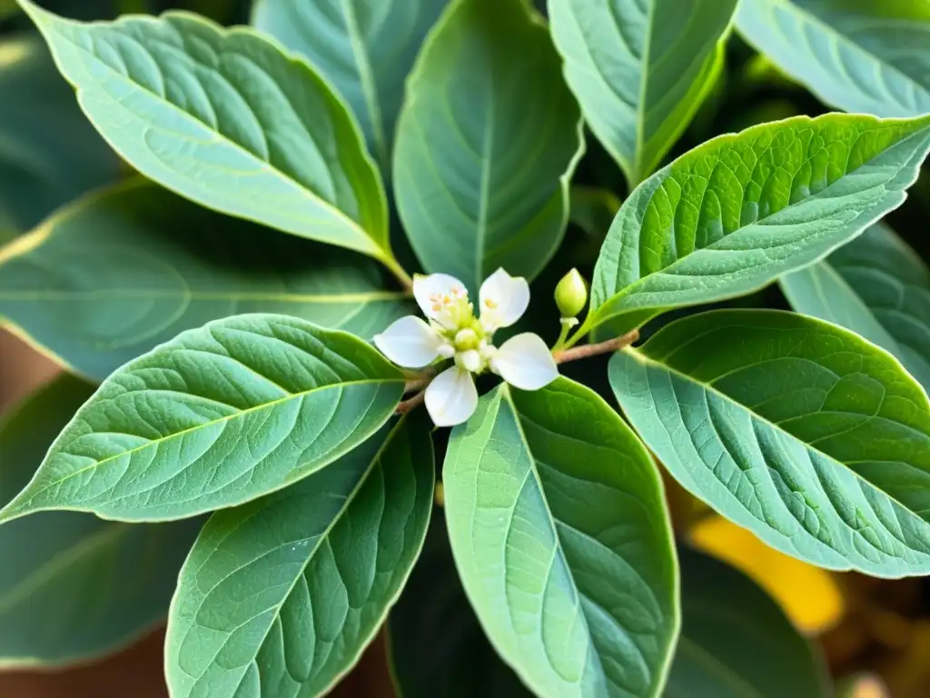 Vibrante planta de Ashwagandha con flores blancas y hojas exuberantes, iluminada por el sol